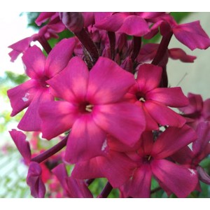 Флокс Phlox Династия
